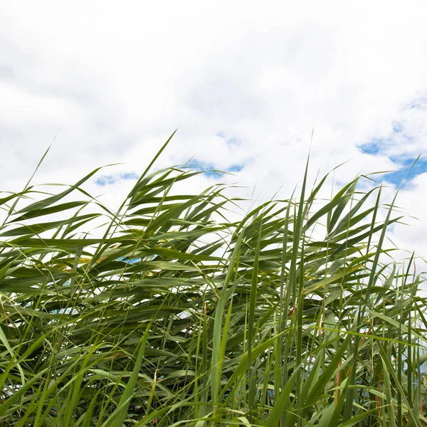 Green Reeds Clear Windy Weather Summer Isolated Blue Sky — Stock Photo, Image