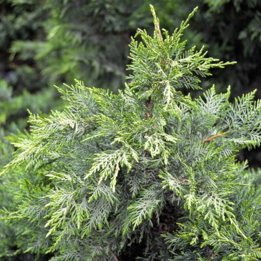 İğne yapraklı çam ağacı doğal ortamında, yeşil çam ağacı doğada