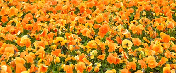 夏天的花园里开着美丽的橙色紫罗兰花 芬芳的橙色紫罗兰田野 — 图库照片