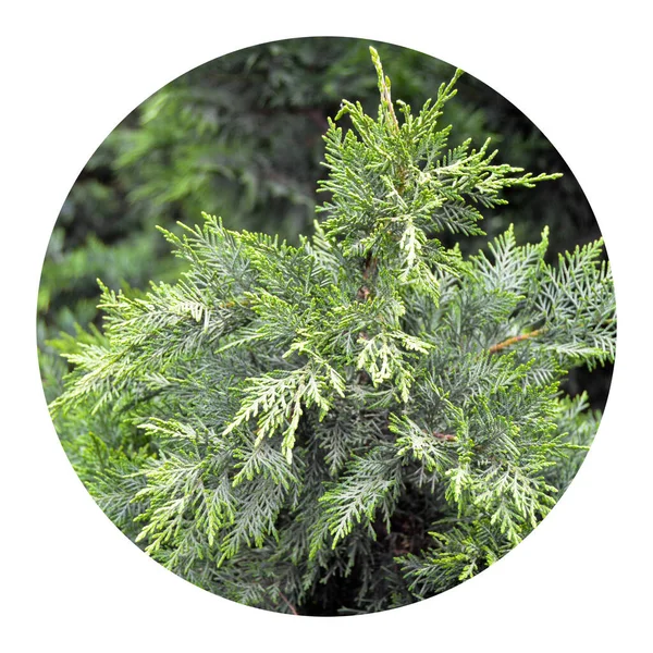 Needle Leaf Pine Tree Its Natural Environment Green Pine Tree — Stock Photo, Image