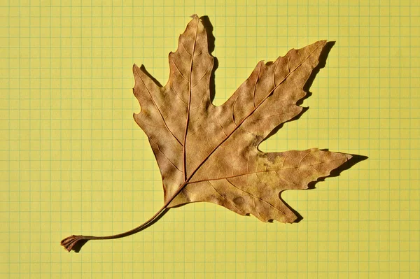 Bergahorn Braunes Herbstblatt Herbstblatt Platane Verschiedene Farben Isoliert Auf Gelb — Stockfoto