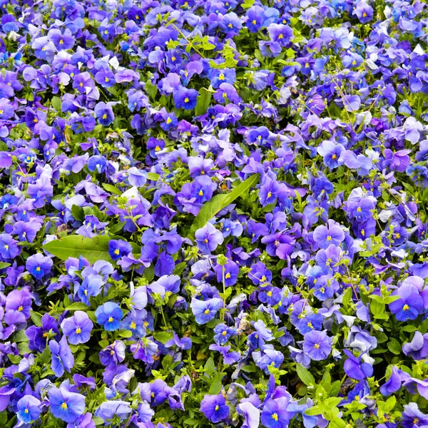 Güzel mor viyola çiçekleri yaz bahçesinde, mis kokulu mor menekşe tarlası