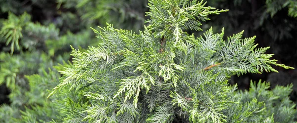 Pin Aiguilles Dans Son Environnement Naturel Pin Vert Dans Nature — Photo