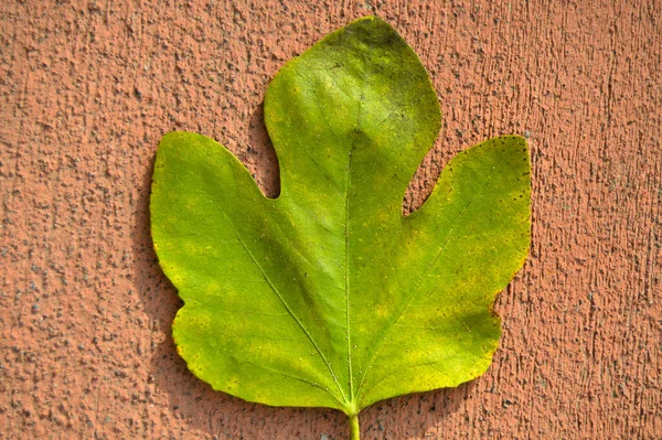 図緑黄色の紅葉 イチジクの木の紅葉異なる色 赤のコンクリート床に — ストック写真