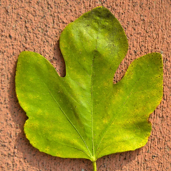 Fig Green Yellow Autumn Leaf Autumn Leaf Fig Tree Different — Stock Photo, Image