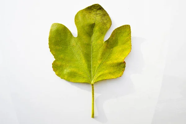 Fig Green Yellow Autumn Leaf Autumn Leaf Fig Tree Different — Stock Photo, Image