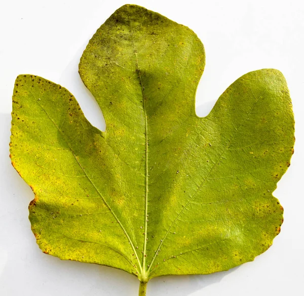 図緑黄色の紅葉 イチジクの木の紅葉異なる色 白い背景に隔離された — ストック写真