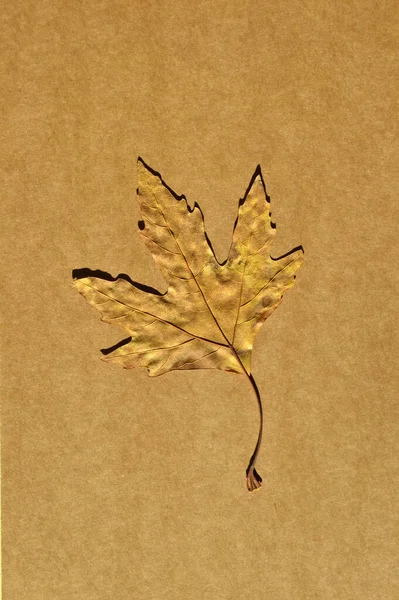 Bergahorn Braunes Herbstblatt Herbstblatt Platane Verschiedene Farben Isoliert Auf Beige — Stockfoto