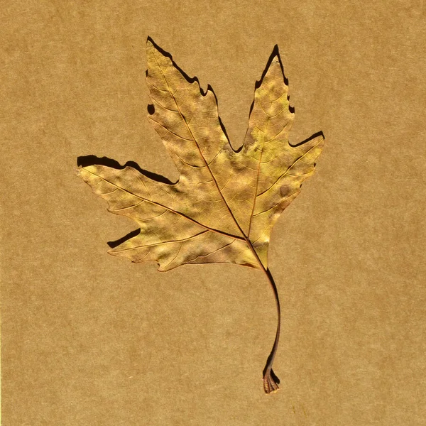 Sycamore Brown Autumn Leaf Autumn Leaf Plane Tree Different Colors — Stock Photo, Image