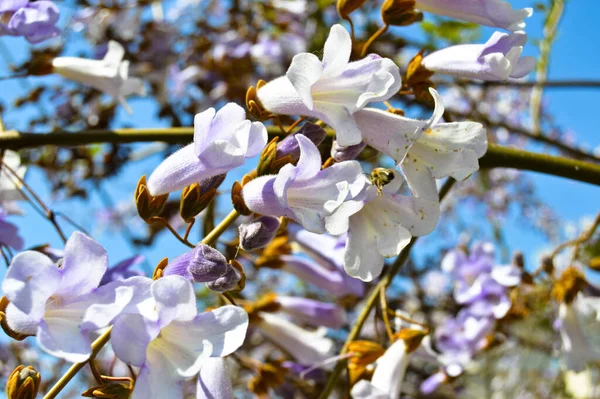 Spring Branch White Flower Blossom Sunny Day Clear Blue Sky — Stock Photo, Image