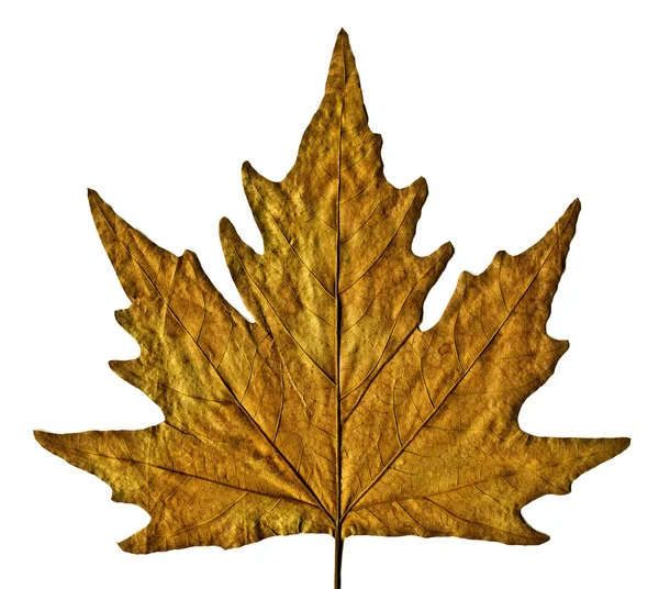 Sycamore Hnědý Podzimní List Podzimní List Roviny Různých Barev Izolované — Stock fotografie