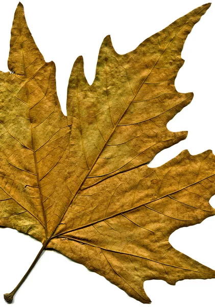 Sycamore Brązowy Liść Jesieni Jesienny Liść Drzewa Płaszczyzny Różnych Kolorach — Zdjęcie stockowe