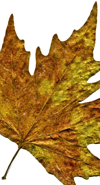 Platane Braunes Herbstblatt Herbstblatt Platane Verschiedene Farben Isoliert Auf Weißem — Stockfoto