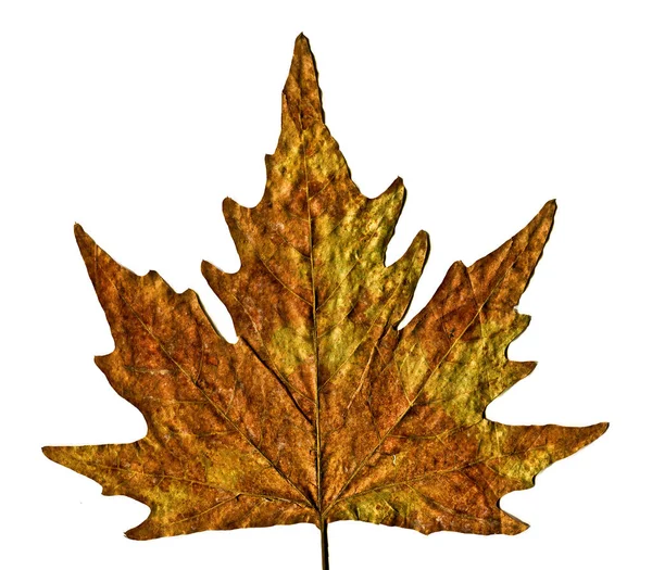 Sycamore Brown Autumn Leaf Autumn Leaf Plane Tree Different Colors — Stock Photo, Image