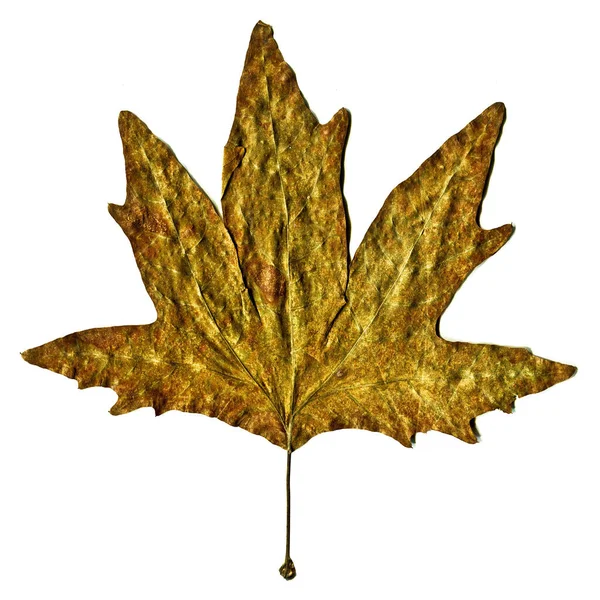 白地に孤立したシモアの茶色の秋の葉 異なる色の平面ツリーの秋の葉 — ストック写真