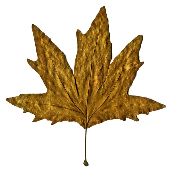 Sycamore Brown Autumn Leaf Autumn Leaf Plane Tree Different Colors — Stock Photo, Image
