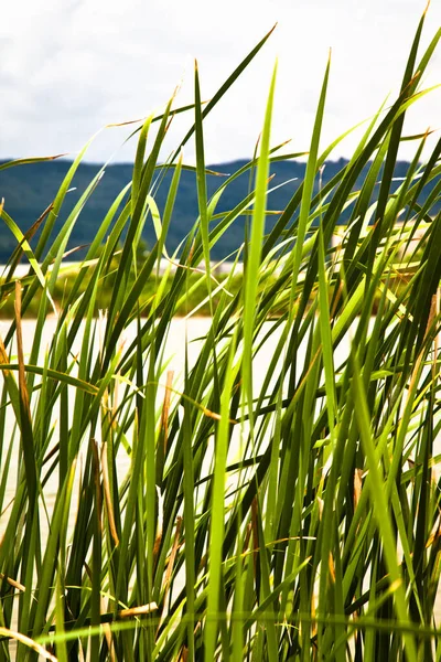 Green Reeds Clear Windy Weather Summer Beautiful Mountain Lake View — Stock Photo, Image