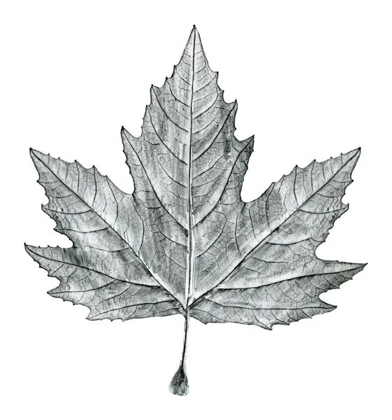 Sycamore Tree Leaf Hand Drawn Black White Lead Pencil Drawing — Stock Photo, Image