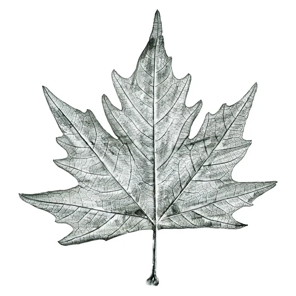 Sycamore Tree Leaf Hand Drawn Black White Lead Pencil Drawing — Stock Photo, Image