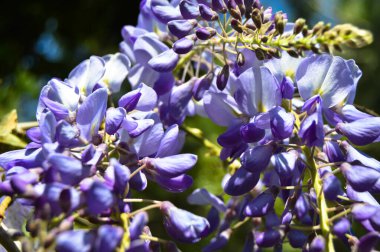 Bahar dalı beyaz mor ve leylak çiçeği, güneşli bir gün, bahar geldi.