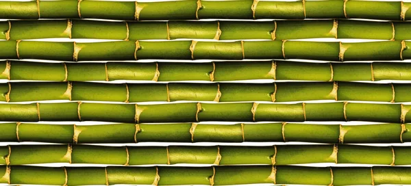 Grön Bambu Sömlös Vägg Och Staket Struktur Grön Bambu Bakgrund — Stockfoto