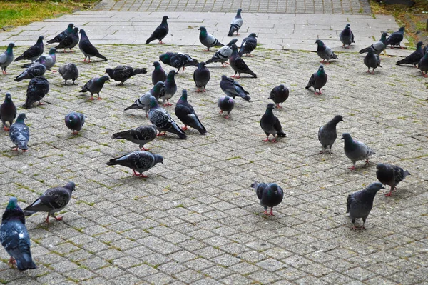 Flock Pigeons Trying Feed Street Flock Pigeons Eating City — Stock Photo, Image