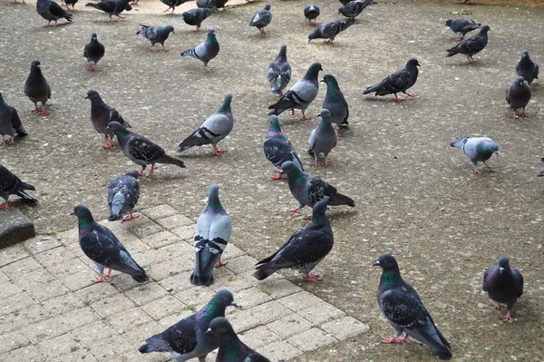 Stado Gołębi Próbujących Żywić Się Ulicy Stado Gołębi Jedzących Mieście — Zdjęcie stockowe
