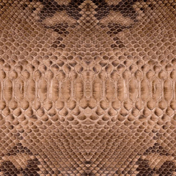 Natürliche Quadratische Schlangenhaut Wird Für Luxuriöse Kleidung Und Accessoires Verwendet — Stockfoto