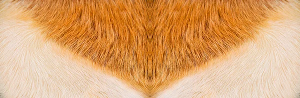 Természetes Valódi Bézs Barna Haj Kecskebőr Textúra — Stock Fotó