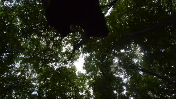 Dünne Und Langstämmige Hainbuchenwälder Bestehen Frühling Aus Dichten Bäumen — Stockvideo