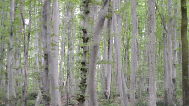 Thin Long Stem Hornbeam Forest Texture Composed Dense Trees Spring — Vídeo de Stock