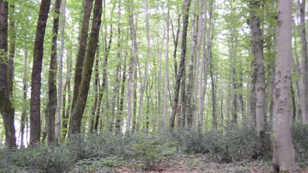 Thin Long Stem Hornbeam Forest Texture Composed Dense Trees Spring — Vídeo de stock