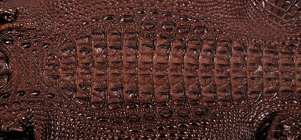 Very luxurious rectangle crocodile leather texture used in textile industry, original skin