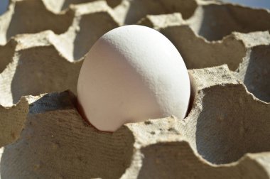 Karton bir pakette taze organik beyaz yumurta, korunmuş kağıt gri yumurta kutusu.