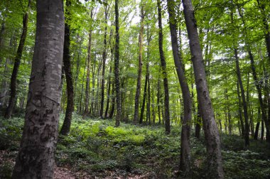 İlkbaharda sık ağaçlardan oluşan ince ve uzun boynuzlu orman dokusu.