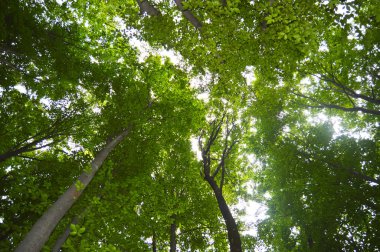 Thin and long stem hornbeam forest texture composed of dense trees in spring