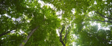 İlkbaharda sık ağaçlardan oluşan ince ve uzun boynuzlu orman dokusu.