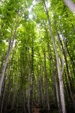 İlkbaharda sık ağaçlardan oluşan ince ve uzun boynuzlu orman dokusu.