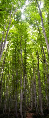 İlkbaharda sık ağaçlardan oluşan ince ve uzun boynuzlu orman dokusu.