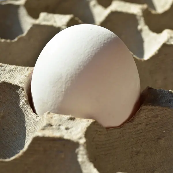 Ovos Brancos Orgânicos Frescos Uma Embalagem Caixa Papelão Caixa Ovo — Fotografia de Stock
