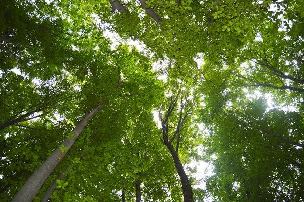 Thin Long Stem Hornbeam Forest Texture Composed Dense Trees Spring — Zdjęcie stockowe