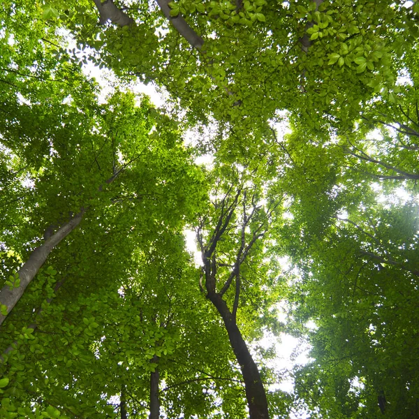 Thin Long Stem Hornbeam Forest Texture Composed Dense Trees Spring — Photo
