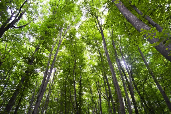 Thin Long Stem Hornbeam Forest Texture Composed Dense Trees Spring — Foto de Stock