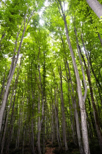 Thin Long Stem Hornbeam Forest Texture Composed Dense Trees Spring — Foto de Stock
