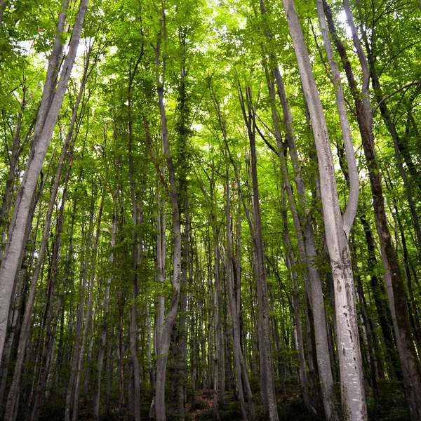 Thin Long Stem Hornbeam Forest Texture Composed Dense Trees Spring — Foto de Stock