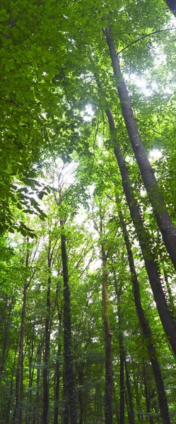 Thin Long Stem Hornbeam Forest Texture Composed Dense Trees Spring — Foto de Stock