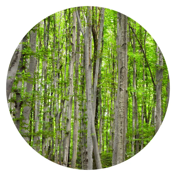 Thin Long Stem Hornbeam Forest Texture Composed Dense Trees Spring — Foto de Stock