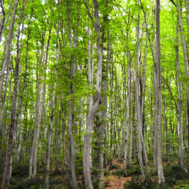 İlkbaharda sık ağaçlardan oluşan ince ve uzun boynuzlu orman dokusu.