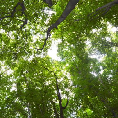 Thin and long stem hornbeam forest texture composed of dense trees in spring