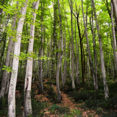 İlkbaharda sık ağaçlardan oluşan ince ve uzun boynuzlu orman dokusu.